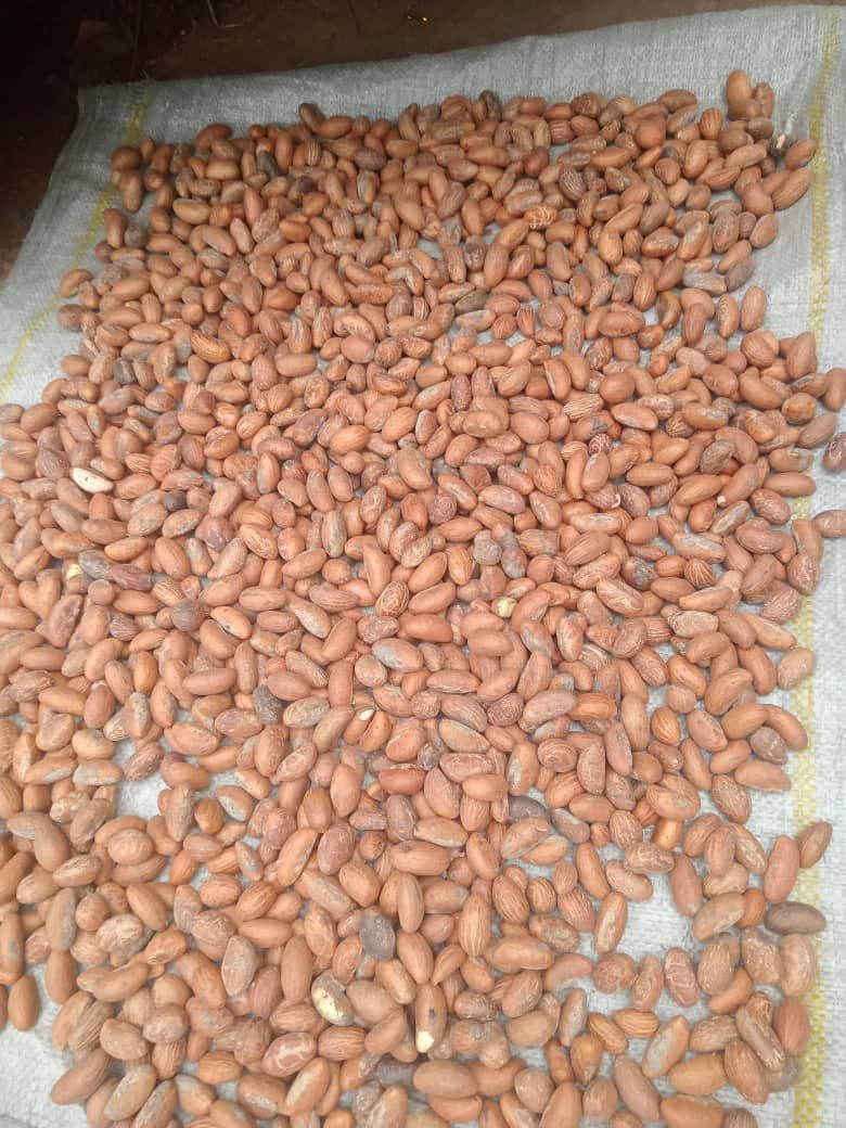High Quality Bitter Kola (Garcinia Kola)