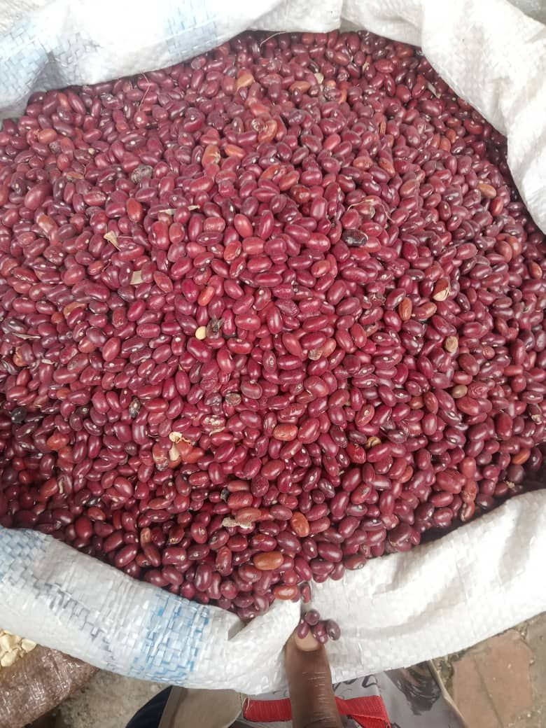 High Quality Red Kidney Beans